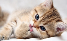 Cute-Kitten-kittens-16122946-1280-800.jpg