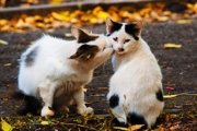 cat-couple-kiss-love-cute.jpg