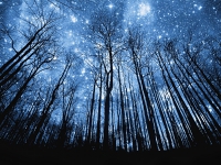 photo-manipulation-starry-night-in-forest-wallpaper.jpg